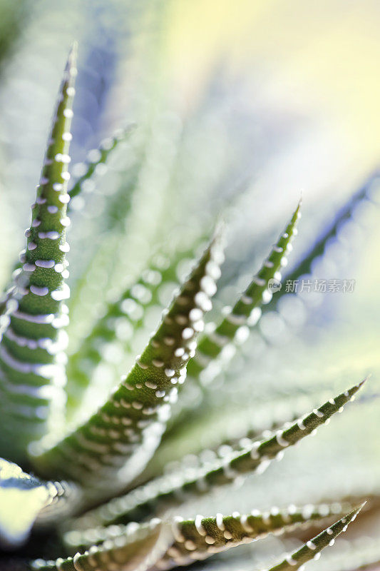 肉质植物(Haworthia Attenuata)特写